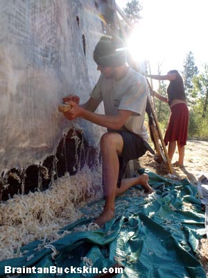 Scraping a bufflo hide for braintanning.