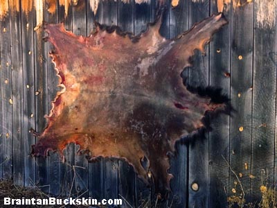 An elk hide tacked out to dry.