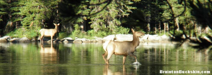 Two elk wading in a shallow lake.