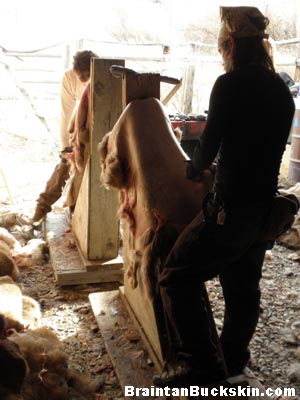 Fleshing deer hides.