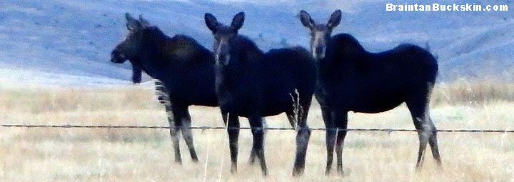 Three moose standing together.