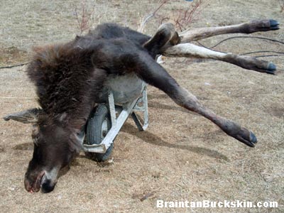 A roadkill moose calf in a wheelbarrow.