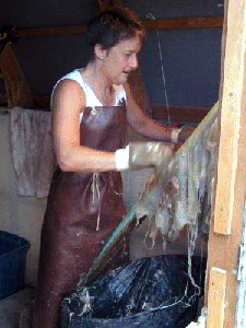 Graining a deer hide for tanning.